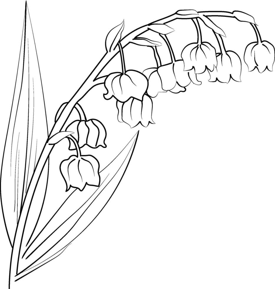Lily Of the Valley Line Art. Lily Of the Valley outline Illustration, May Birth Month Flower. Lily Of the Valley flower outline drawings isolated on white. Hand painted line art lily of the Valley vector
