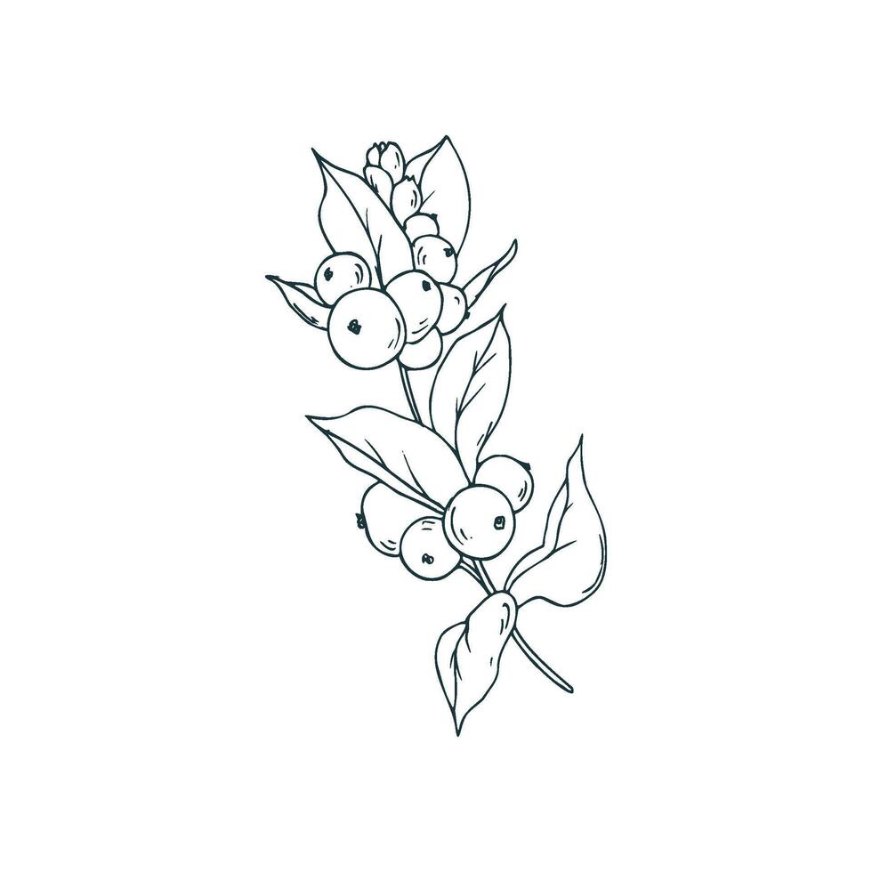 Snowberry branch with white berries and leaves. Line art is a simple hand-drawn illustration in black and white ink. Isolated EPS object. vector