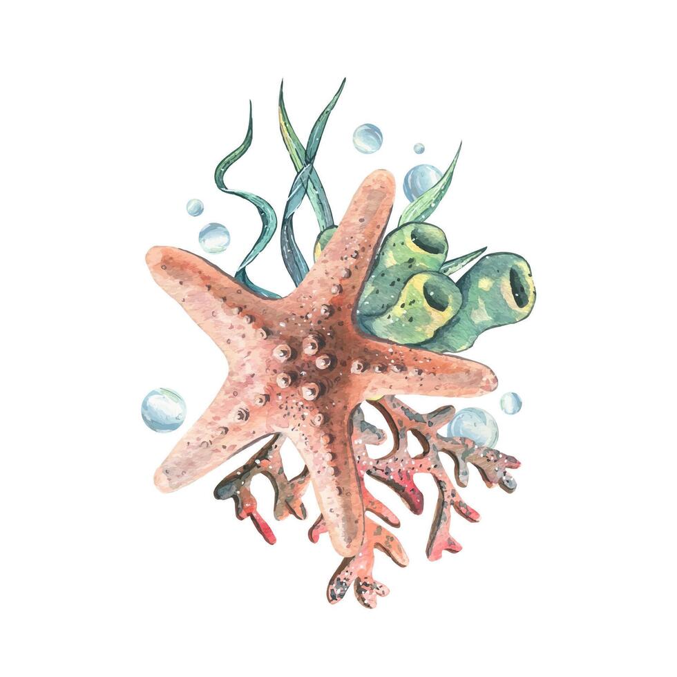 Starfish, coral, sea sponge, algae and bubbles. Hand drawn watercolor illustration on the theme of sea animals and the underwater world. Composition isolated from the background. vector
