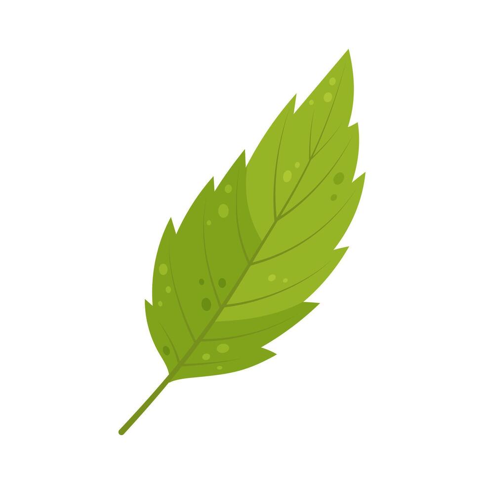 Light green autumn leaf. vector