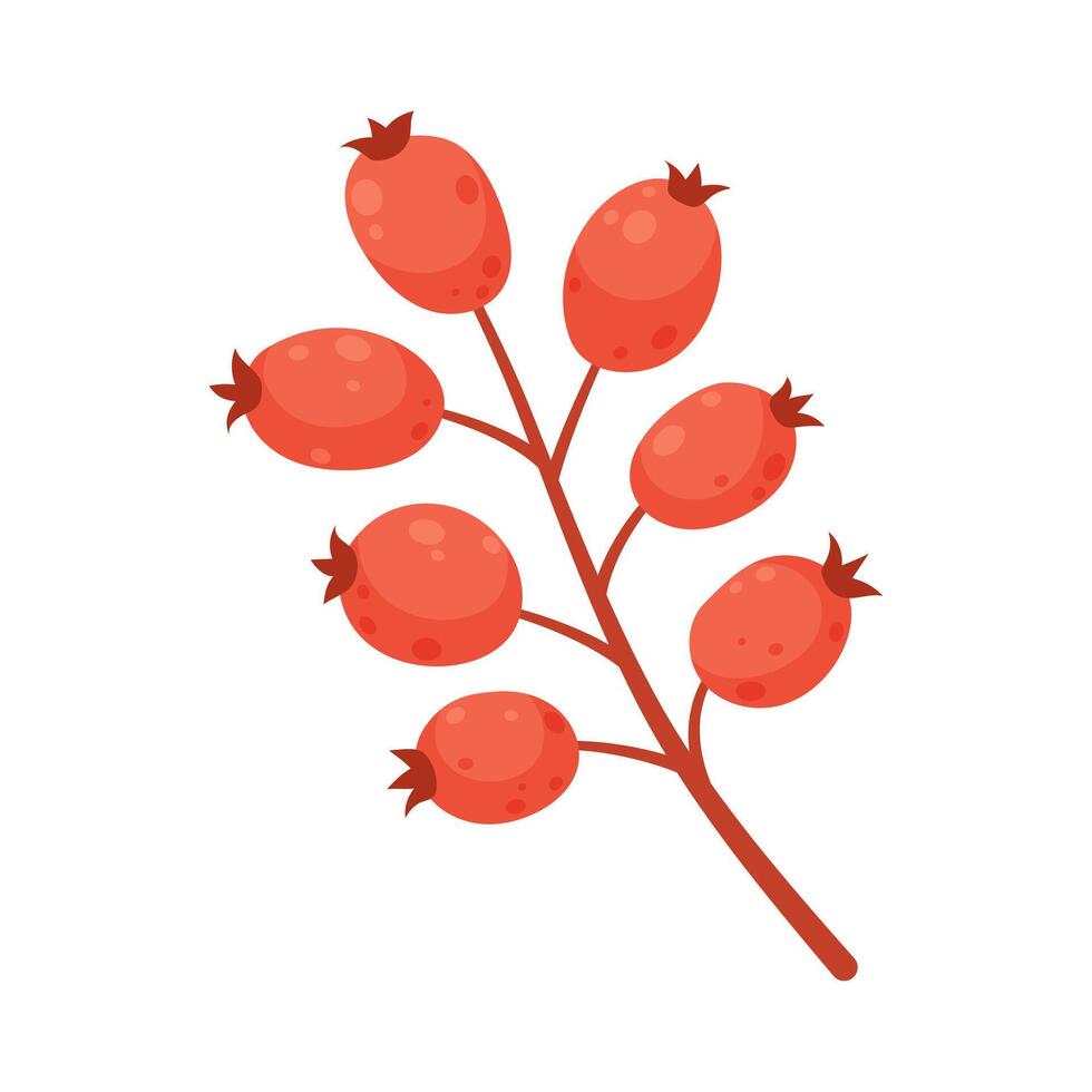 Red rose hips isolated on white background. vector