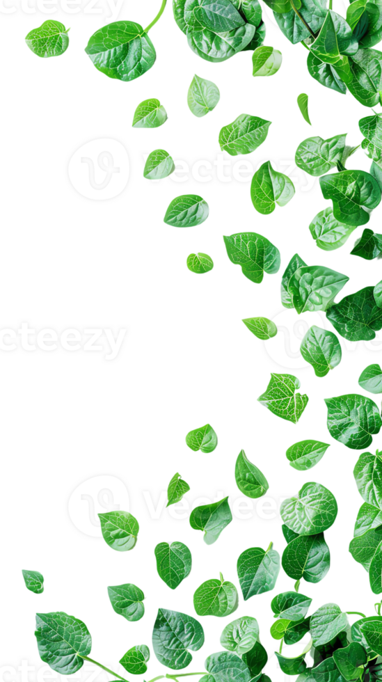 Fresh green leaves isolated on a transparent background with a natural and vibrant look, perfect for nature-themed designs and concepts. png