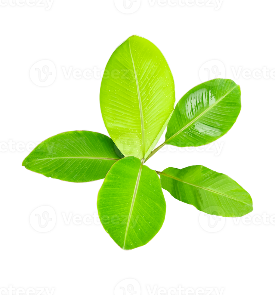 green banana tree with fresh leaf on transparent background, a banana plant with green leaves on background,. png