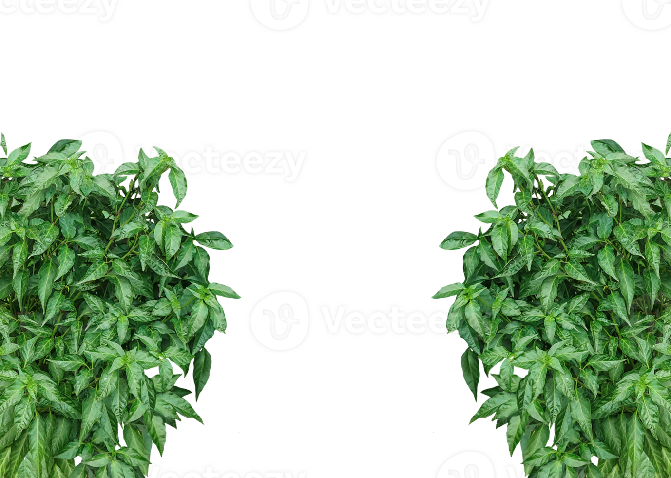 a green plant on a background, a green chili plant mockup on a transparent background, png