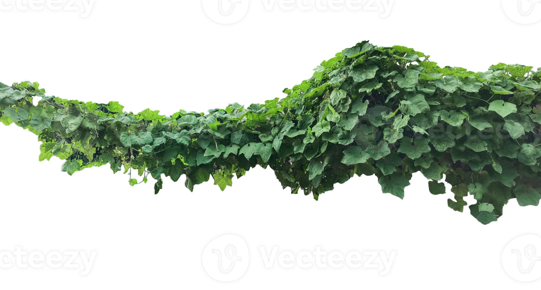 a green plant hanging from a branch on a background, green ivy on a wall, green ivy leaves on , a vine growing on a wall with leaves, a plant with green leaves hanging from wall png