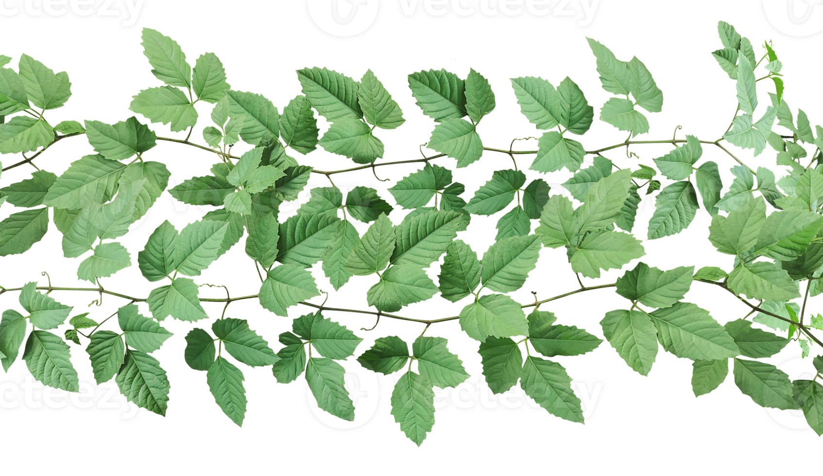 a green plant with leaves vine, green ivy leaves on , a vine growing on a wall with leaves, a plant with green leaves hanging from it png
