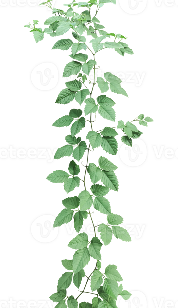 a green plant with leaves vine, green ivy leaves on , a vine growing on a wall with leaves, a plant with green leaves hanging from it png