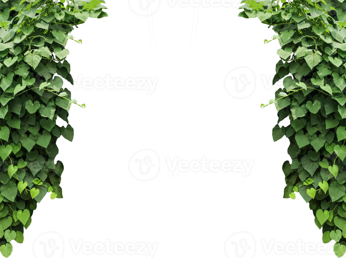 green ivy leaves mockup on a transparent background, a hanging plant frame with leaves on ,, green ivy on a wall, green ivy leaves on , a vine growing on a wall with leaves, png