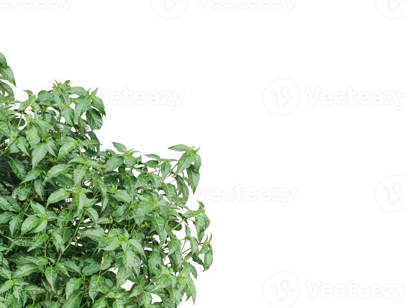 a green plant on a background, a green chili plant mockup on a transparent background, png