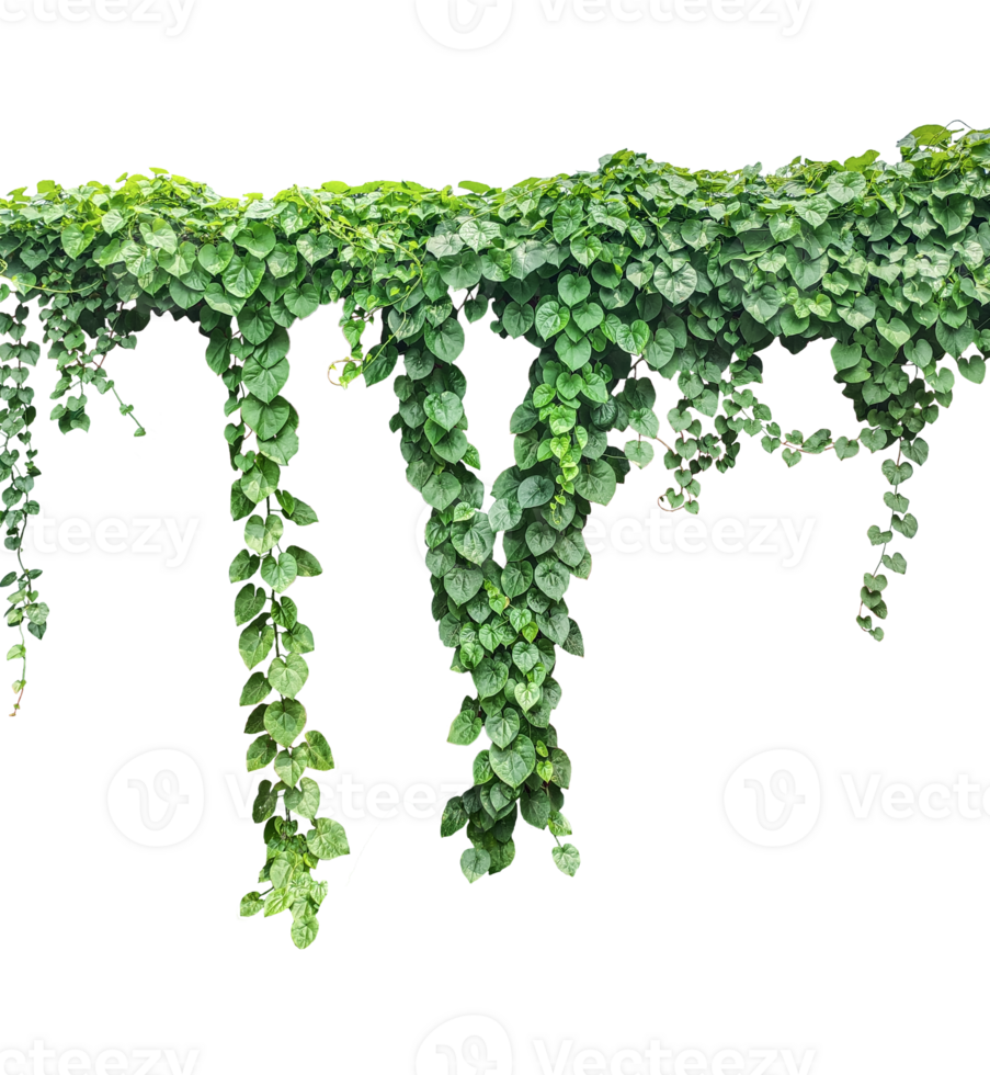 green ivy leaves on , a vine growing on a wall with leaves, a plant with green leaves hanging from it png