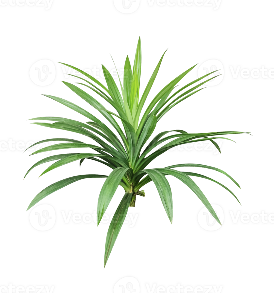 a plant with green leaves on a transparent background, a plant that is green and has a background png