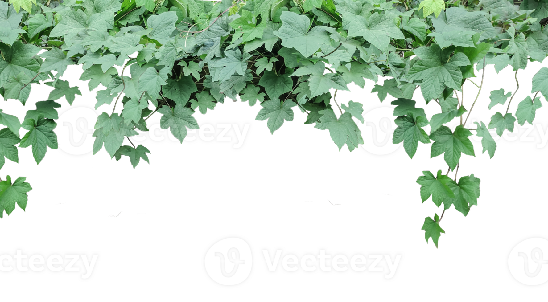 a hanging plant with leaves on ,, green ivy on a wall, green ivy leaves on , a vine growing on a wall with leaves, a plant with green leaves hanging from wall png