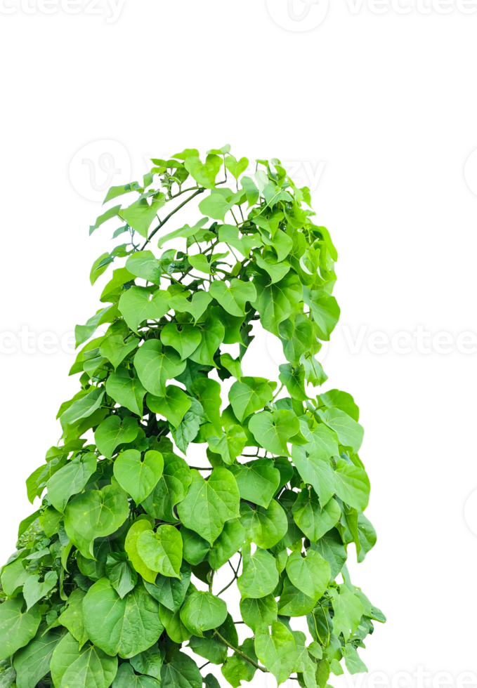 a green plant with leaves, a hanging plant with leaves on ,, green ivy on a wall, green ivy leaves on , a vine growing on a wall with leaves, a plant with green leaves hanging from wall png
