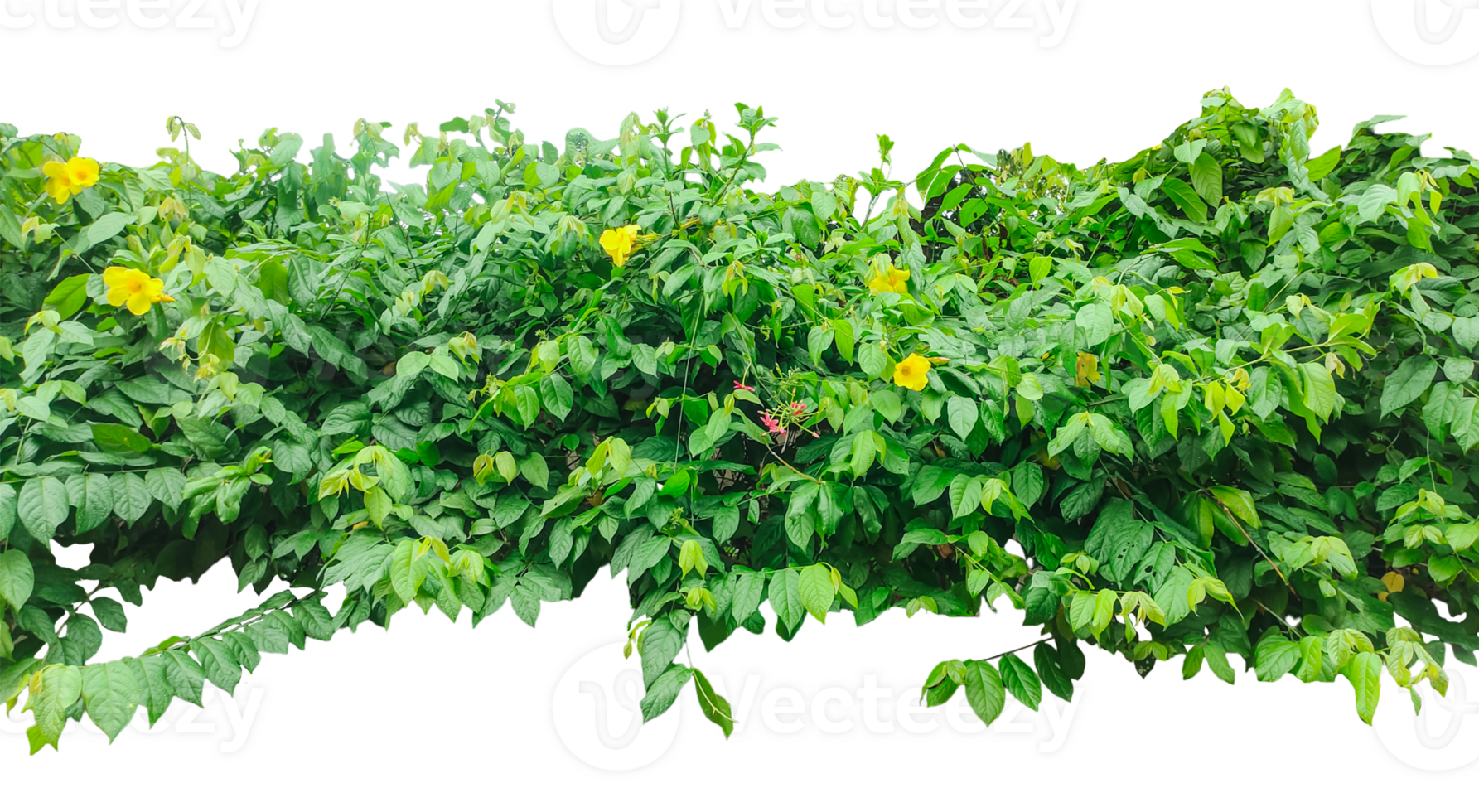 a bush with green leaves and yellow flowers, a green plant with leaves, a hanging plant with leaves on ,, green ivy on a wall, green ivy leaves on , a vine growing on a wall with leaves, png