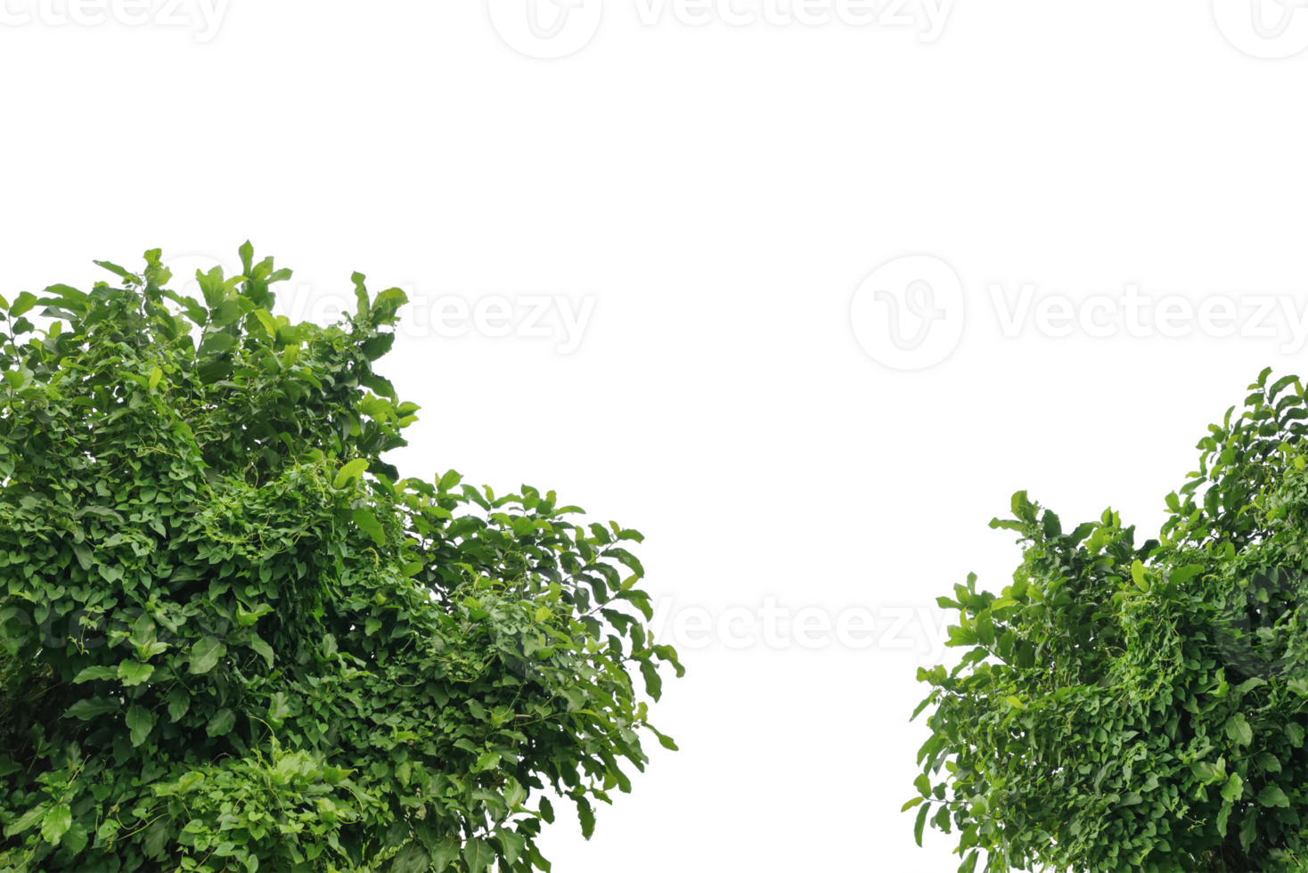 a bush with green leaves on ,parsley mockup isolated on white, a vine growing on a wall with leaves, a plant with green leaves hanging from wall png