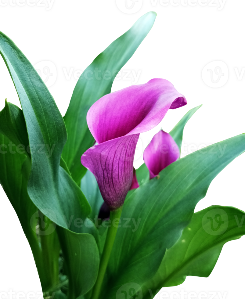 Purple calla lily flower isolated with clipping path png