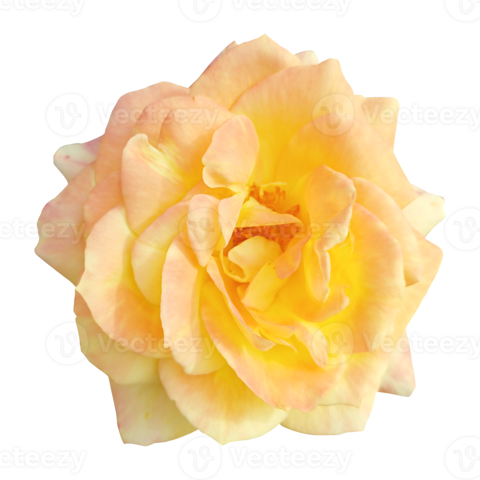 Beautiful yellow rose isolated. Clipping path included. png