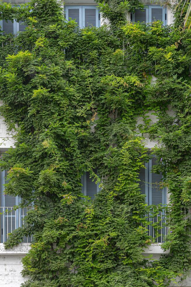 The facade of the building is covered with a climbing green photo