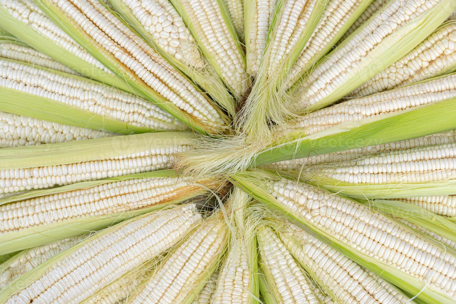 A bunch of corn is shown in a close up photo