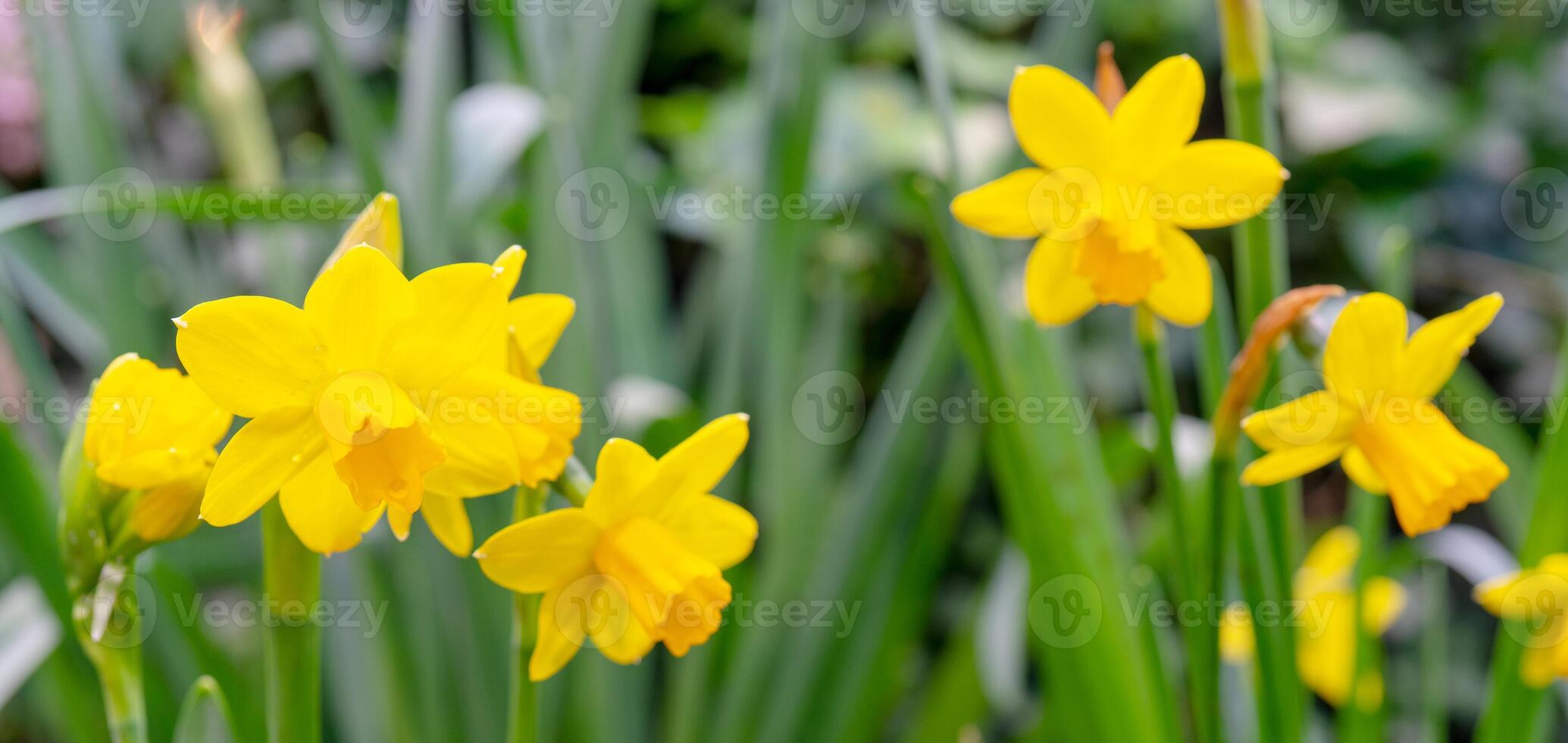 Beautiful yellow daffodils. The beginning of spring. photo