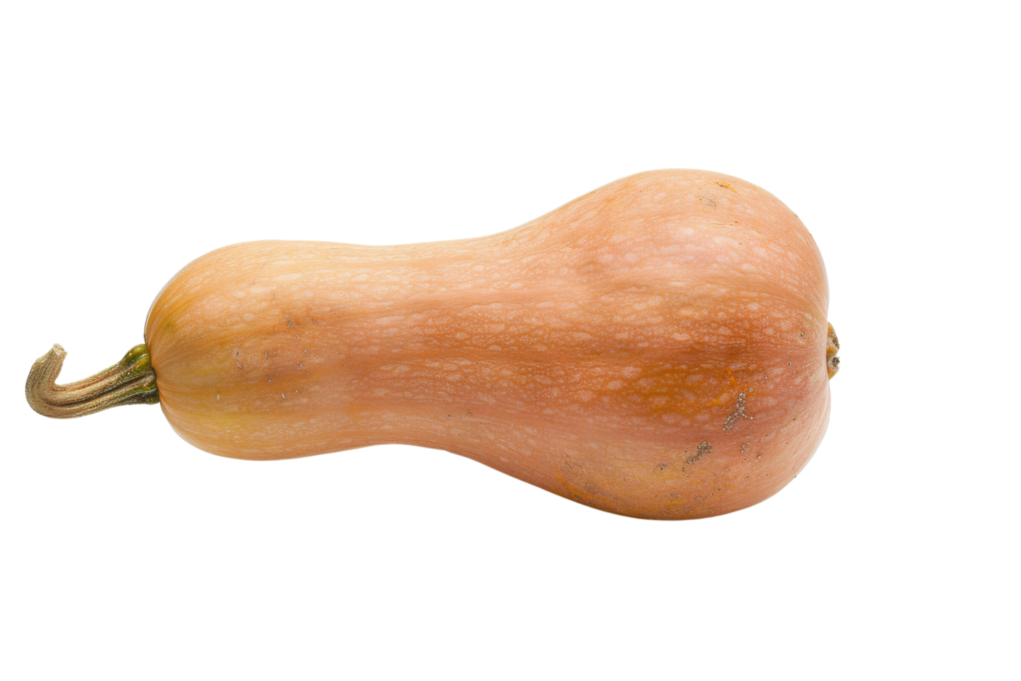Butternut Squash Isolated on Black Background png