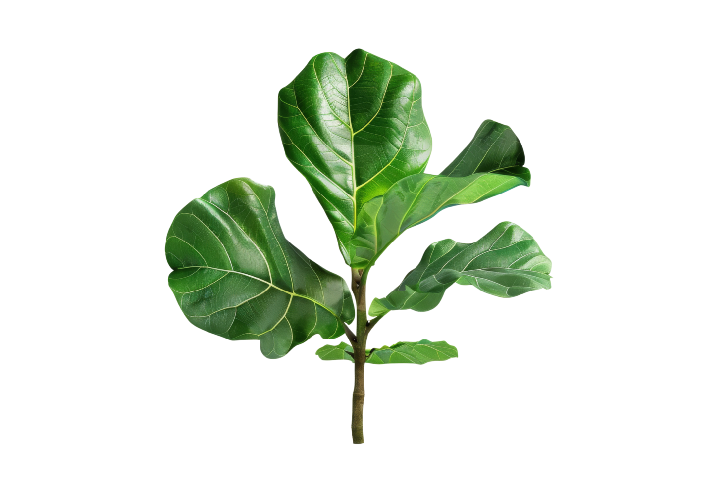 Green Fiddle Leaf Fig Plant Branch with Leaves Isolated on Black Background png