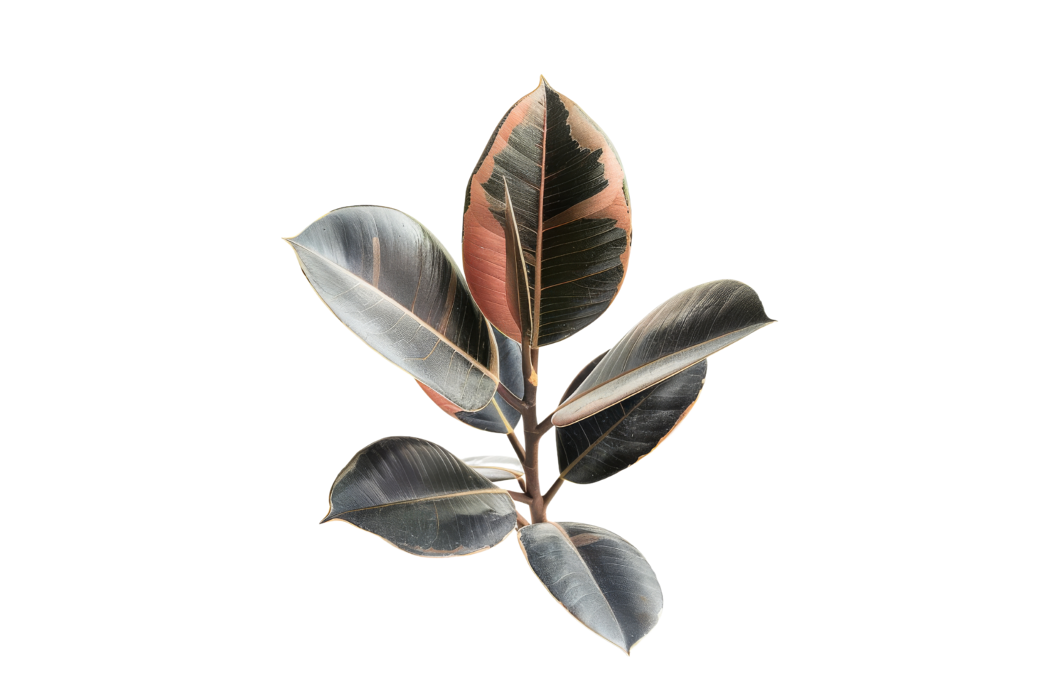 Ficus Lyrata Plant with Variegated Leaves Isolated on Black Background png