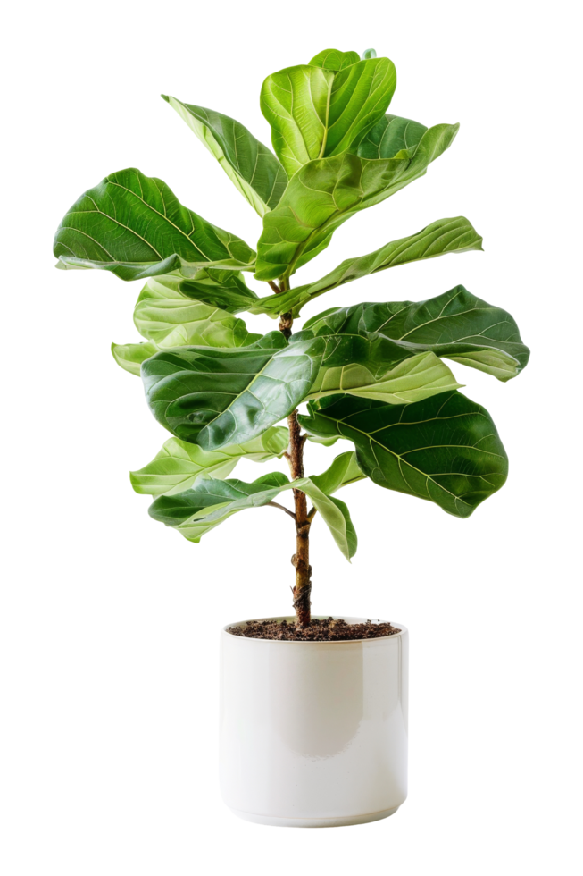 Fiddle Leaf Fig Plant in White Pot png