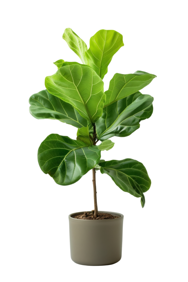 Fiddle Leaf Fig Plant in Pot png