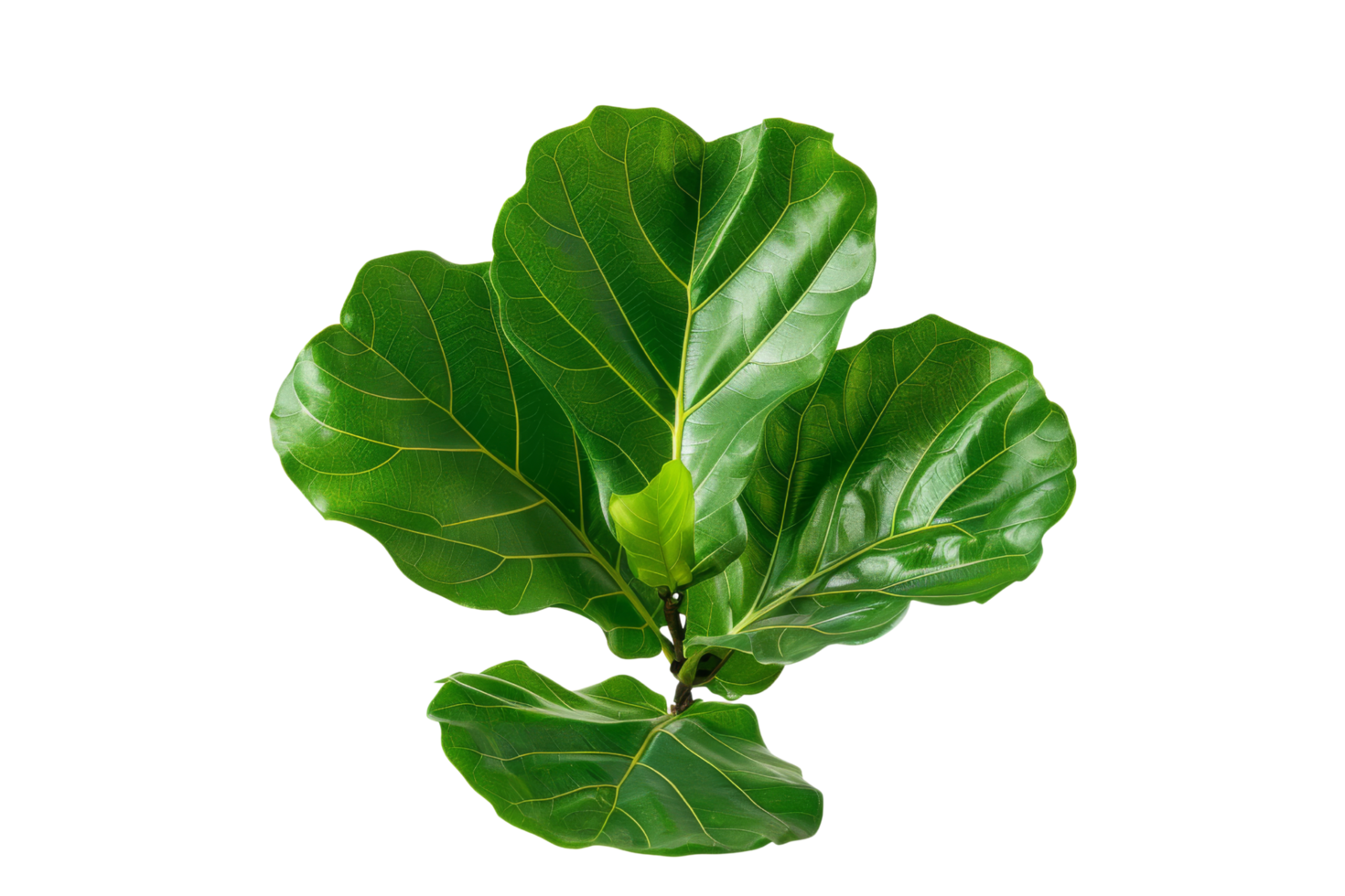 Green Fiddle Leaf Fig Leaves Isolated on Black Background png