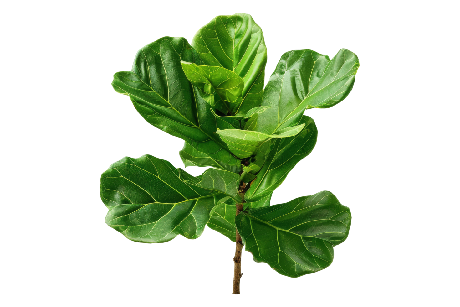 Green Fiddle Leaf Fig Branch Isolated png