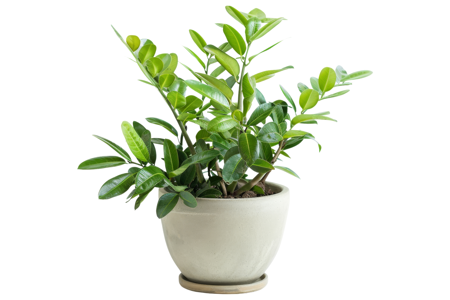 Green Plant in a White Pot png
