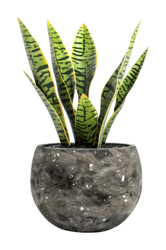 Snake Plant in Pot png
