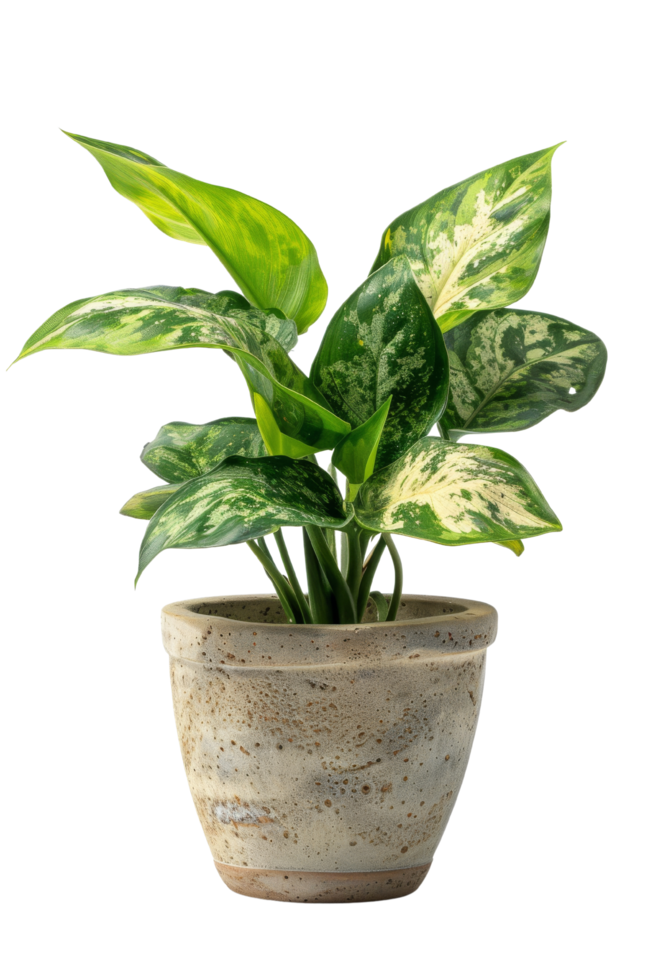Green and White Variegated Houseplant in a Rustic Pot png