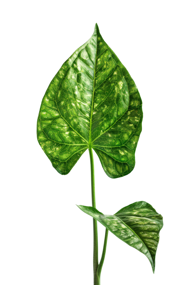 Green Leaf on Black Background png