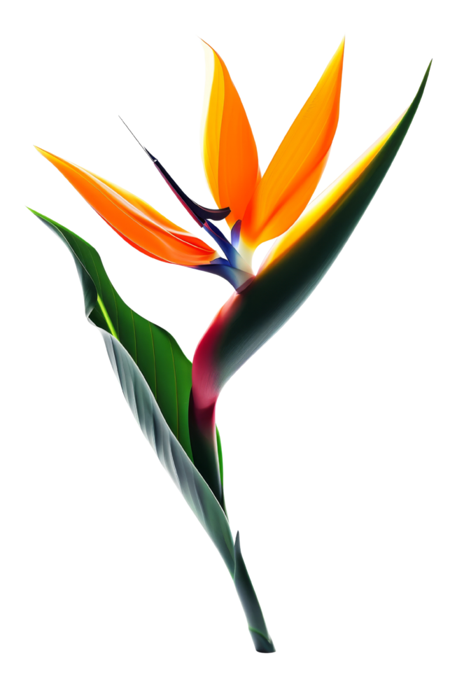 Bird of Paradise Flower png