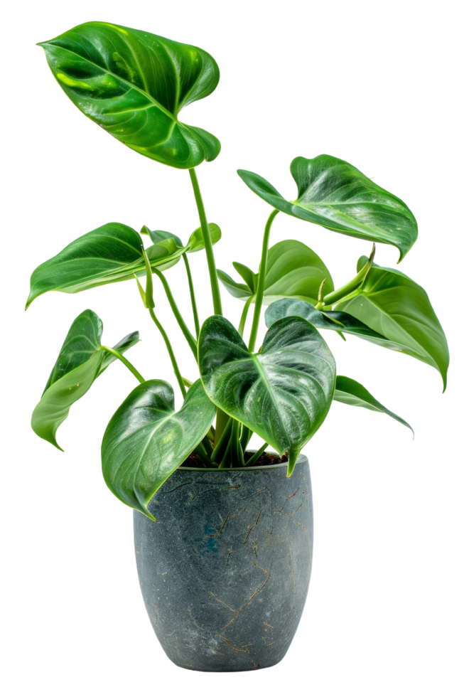Green Plant in Pot png