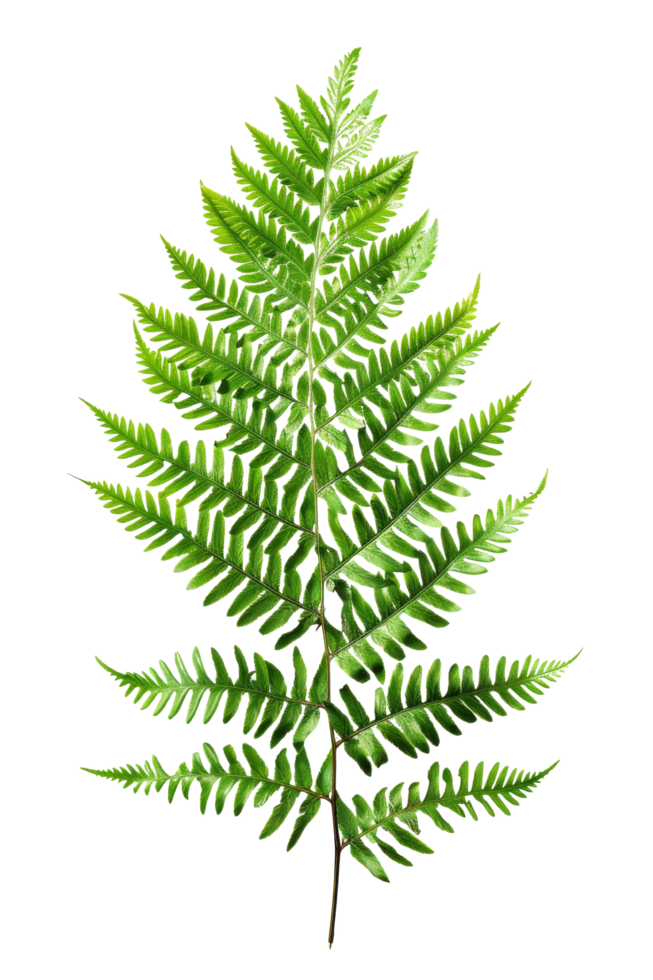 Green Fern Leaf on Black Background png