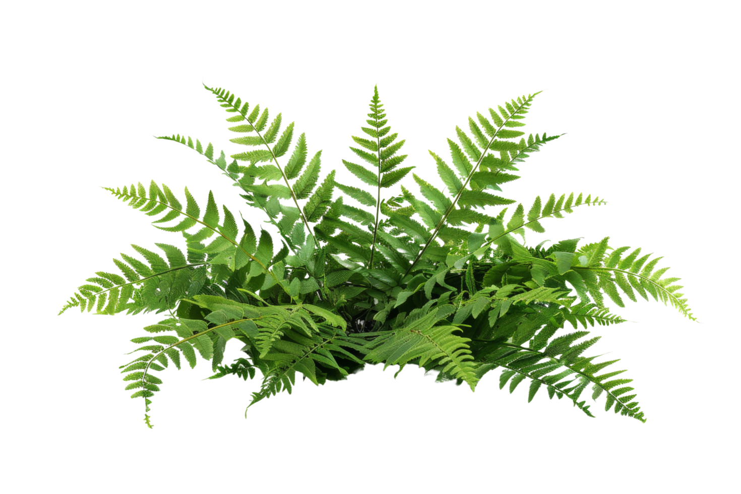 Lush Green Fern Plant Isolated on Black Background png