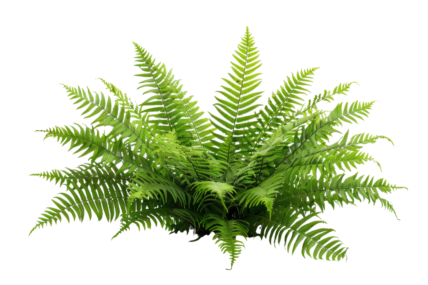 Lush Green Fern Plant Isolated on Black Background png
