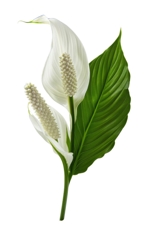 White Anthurium Flower with Green Leaf png