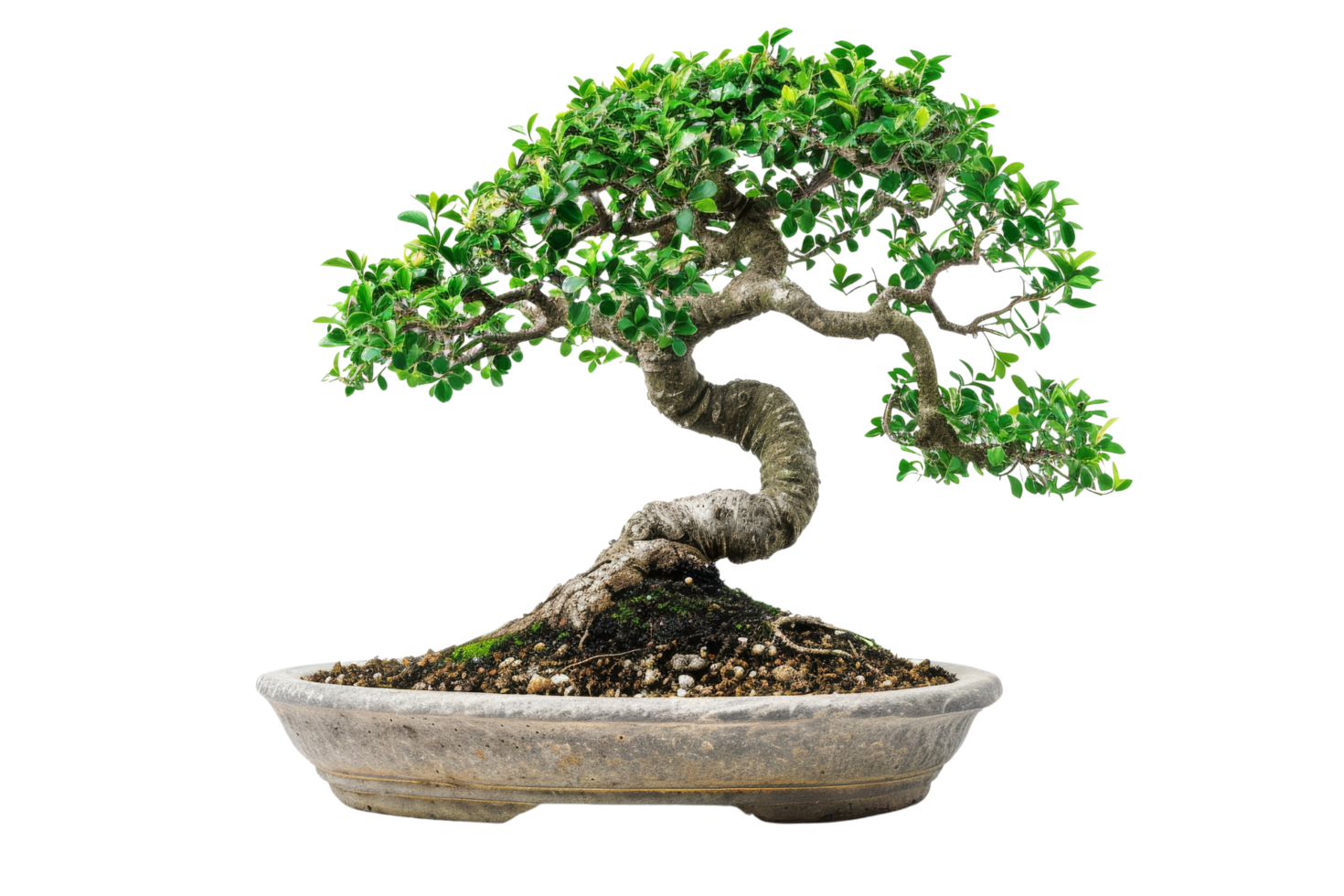 Bonsai Tree in Pot Isolated on Black Background png