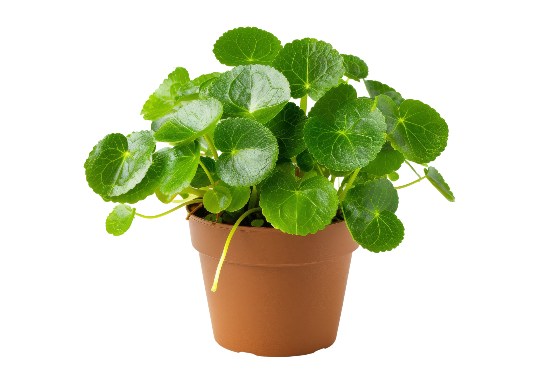 Green potted plant with round leaves 48896764 png