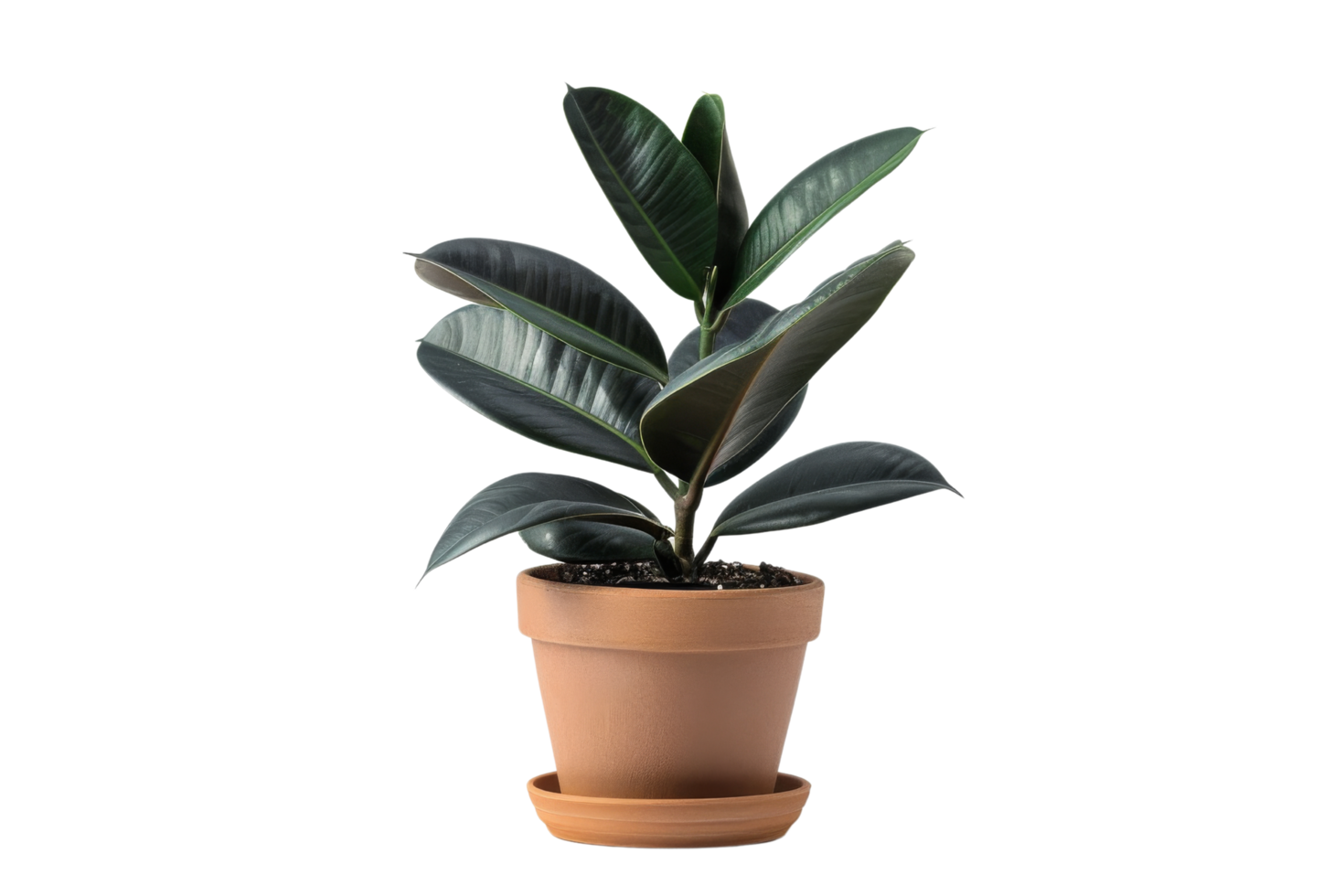 Ficus Lyrata Plant in a Terracotta Pot png
