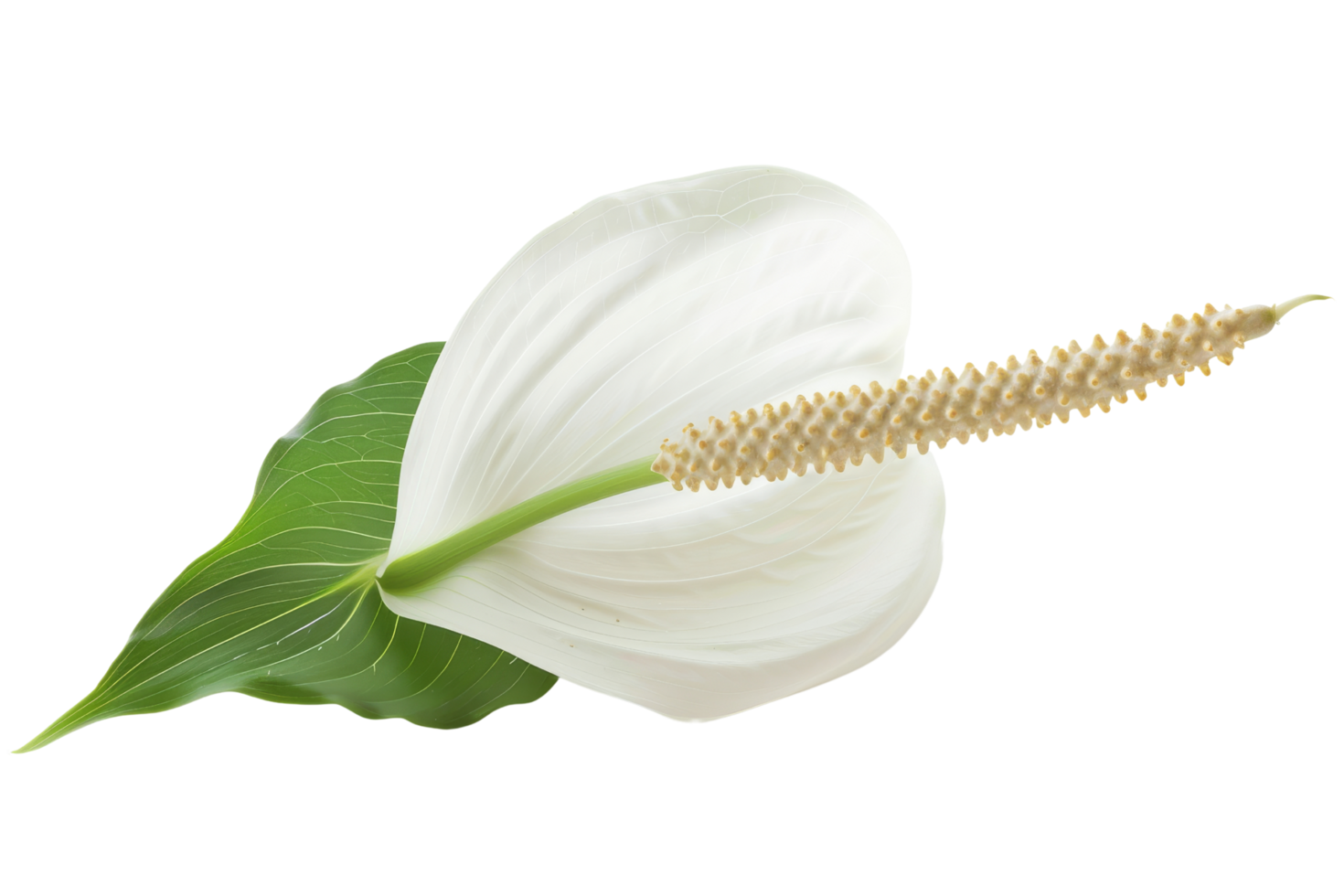 White Anthurium Flower with Green Leaf png