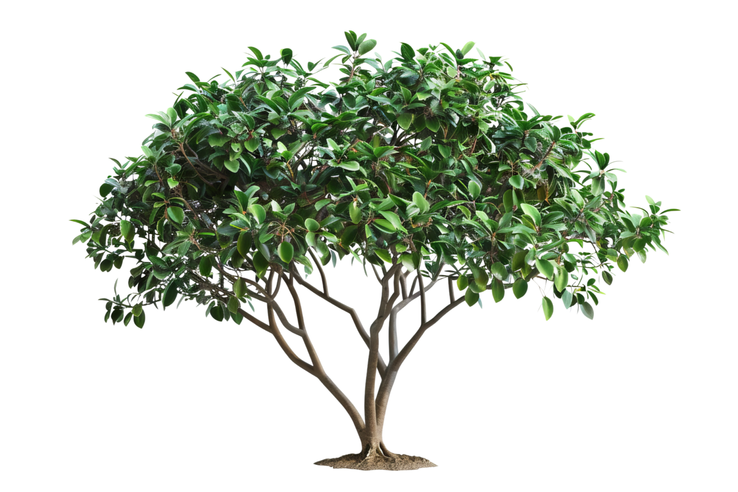 Green Tree Isolated on Black Background png
