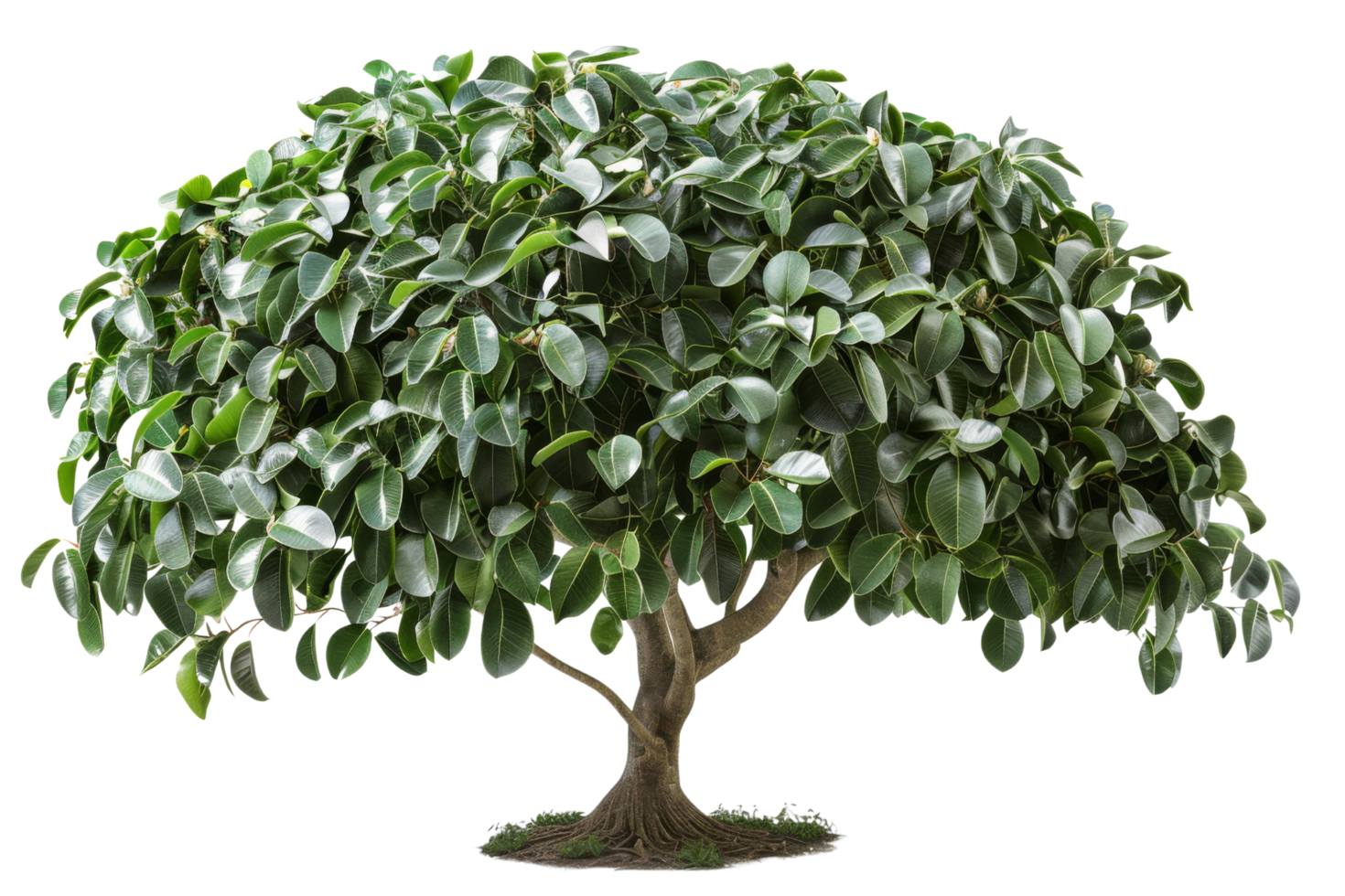 Green Tree Isolated on Black Background png