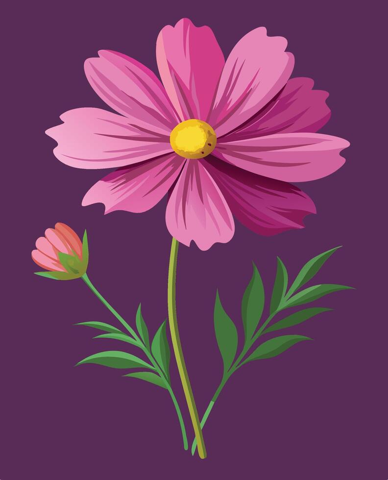 One bud of a purplish-pink cosmos flower on a dark purple background. vector