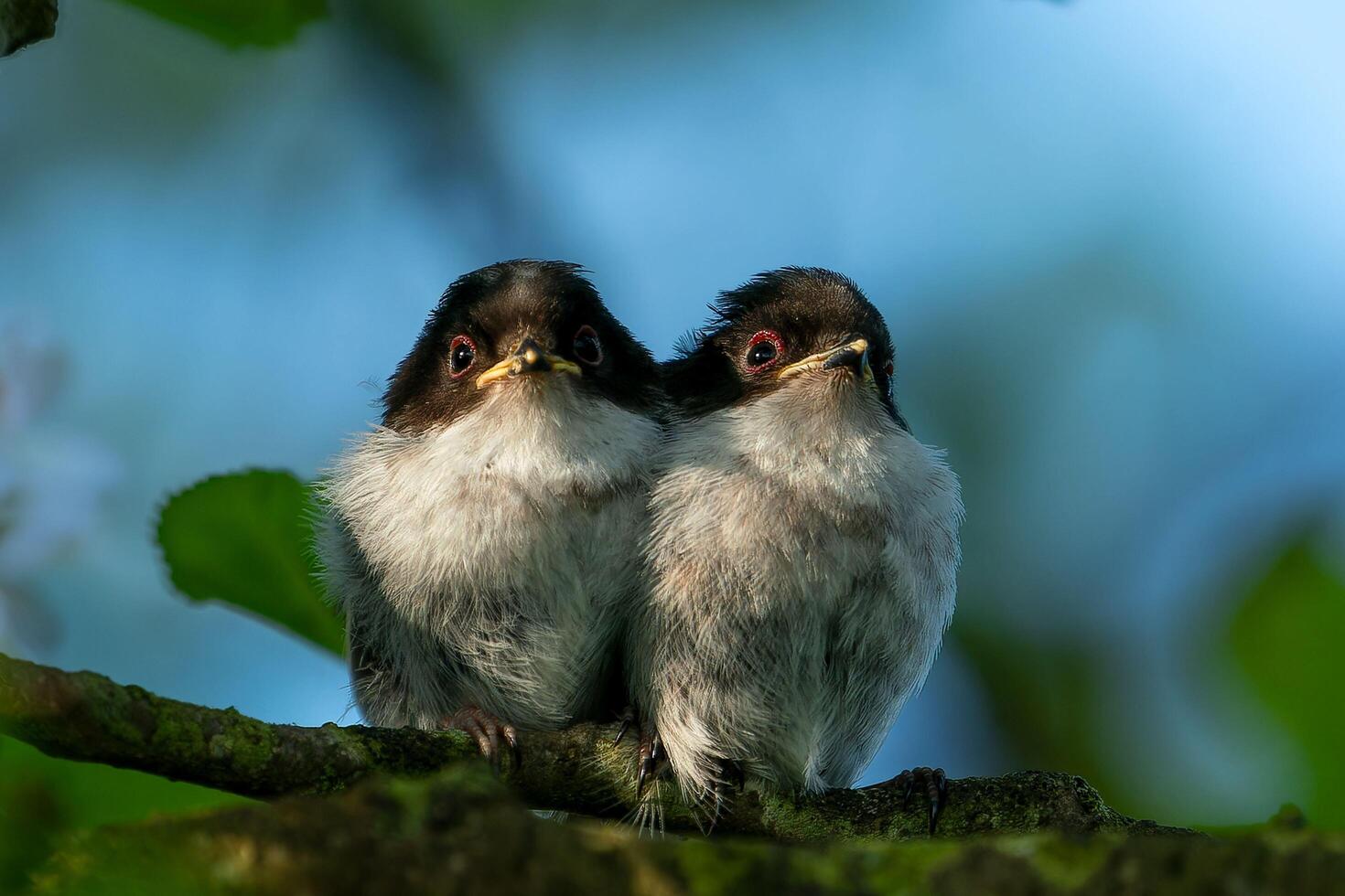 Two Baby Birds Sitting in the Forest photo