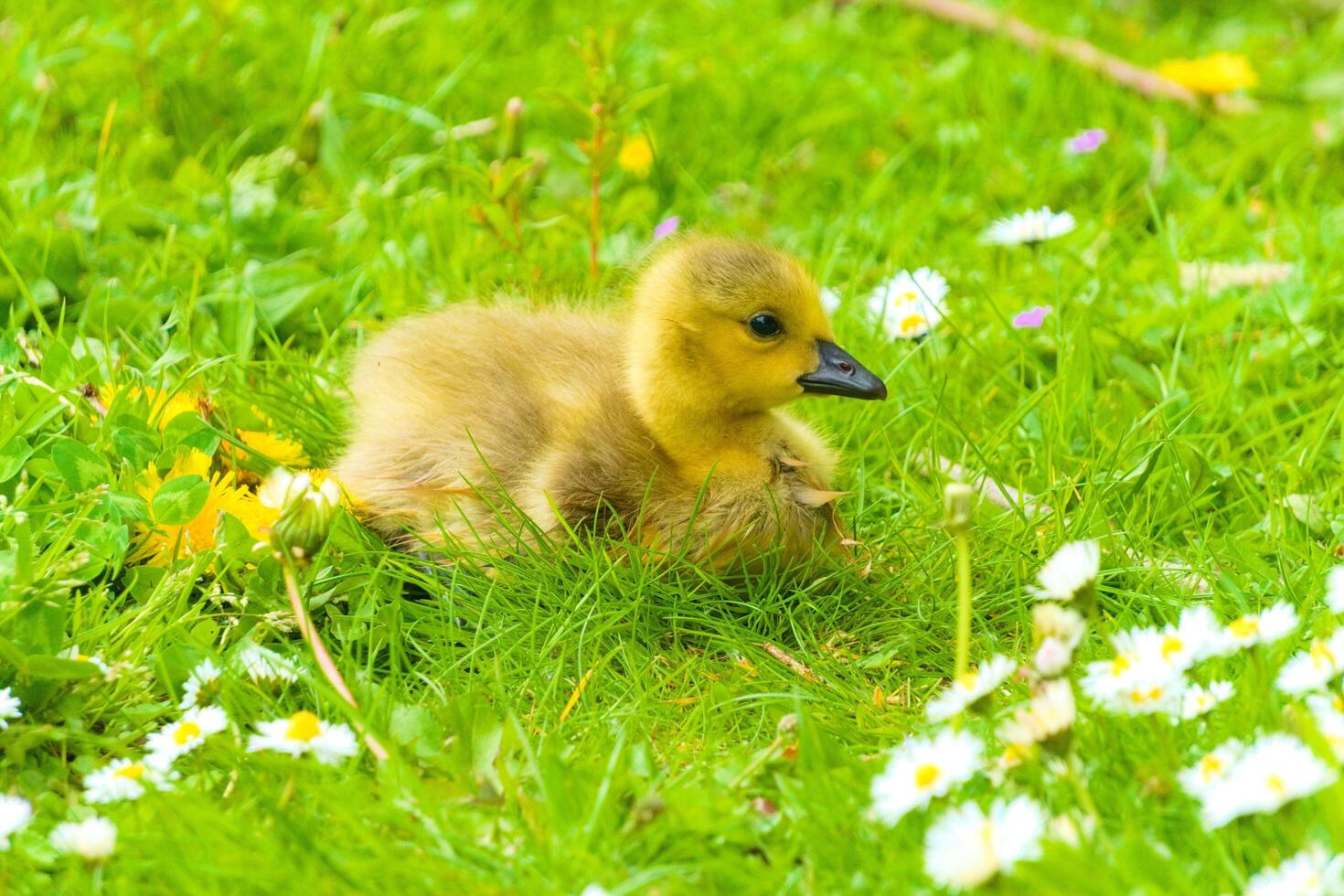Resting in the Nesting Grounds of Native Ducks photo
